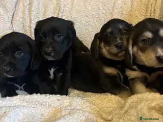 Beagle dogs Beagle x lab ready now - Advert 1