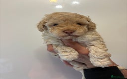 Toy Poodle dogs for sale: 🤩 4 stunning toy poodles 🤩 - Image 8