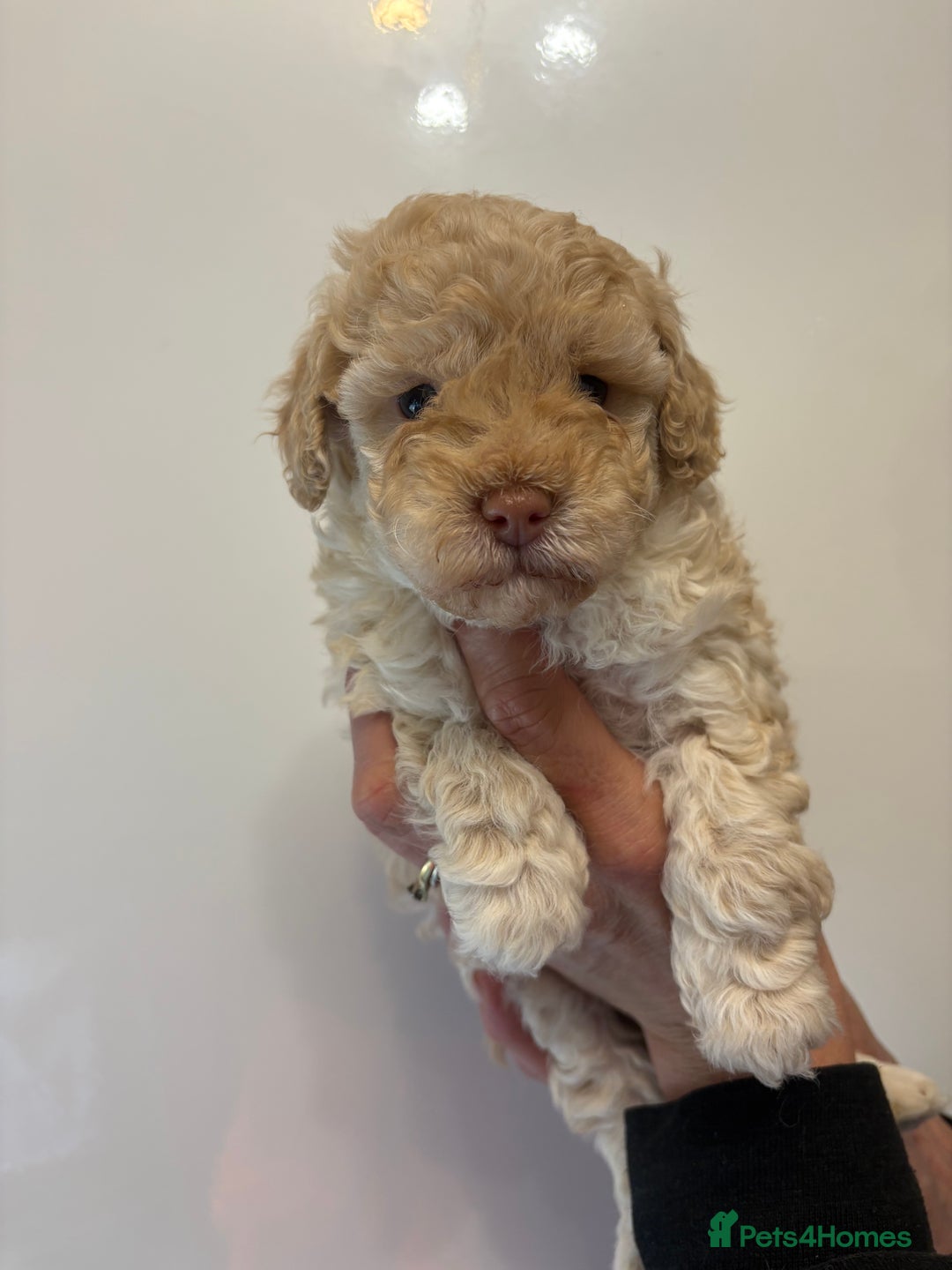 Toy Poodle dogs for sale: 🤩 4 stunning toy poodles 🤩 - Image 8