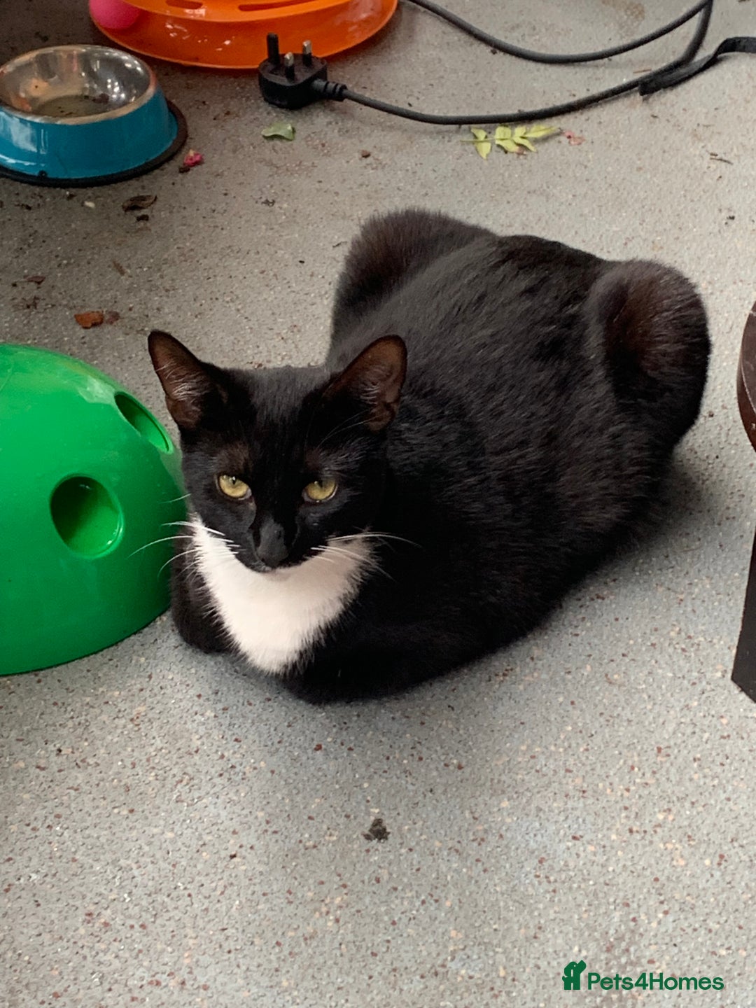 Mixed Breed cats for sale: Susie  - Image 8