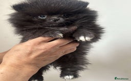 Pomeranian dogs for sale: Beautiful ** Pomeranians - Image 4