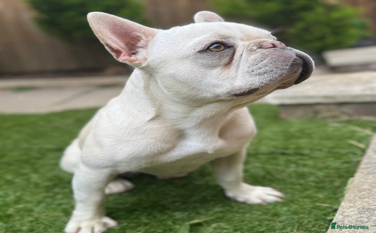 French Bulldog dogs - Advert 4