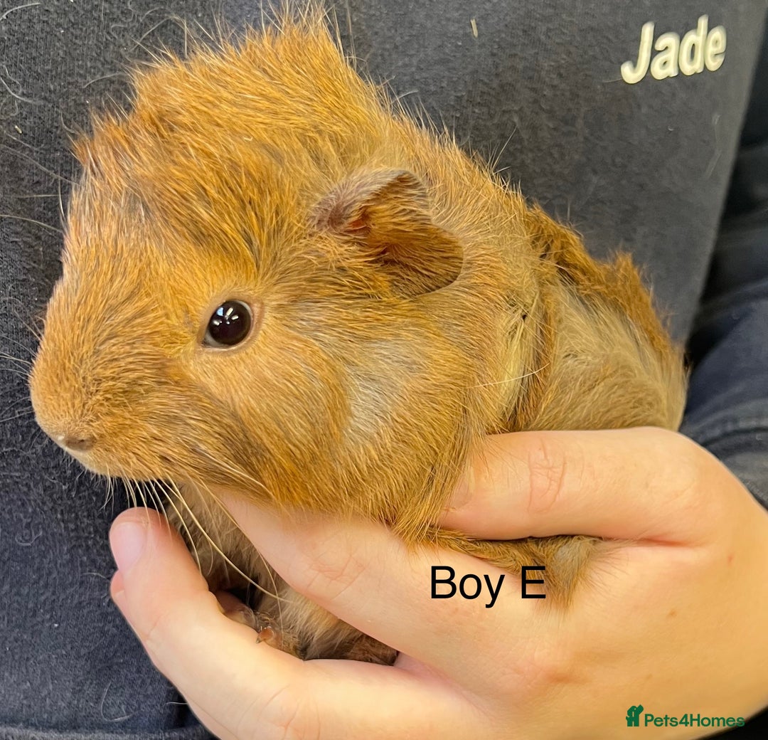 Guinea Pig rodents for sale: Various breeds of baby guinea pigs for sale - Image 8