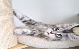 Maine Coon cats for sale: PEDIGREE MAINE COON KITTENS 5 BOYS - Image 20
