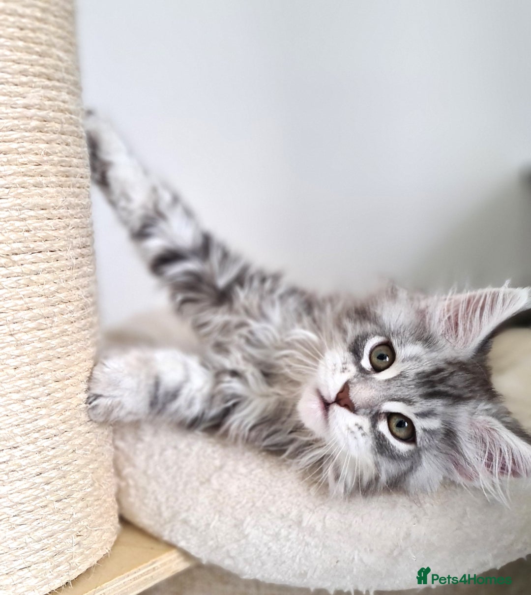 Maine Coon cats for sale: PEDIGREE MAINE COON KITTENS 5 BOYS - Image 20