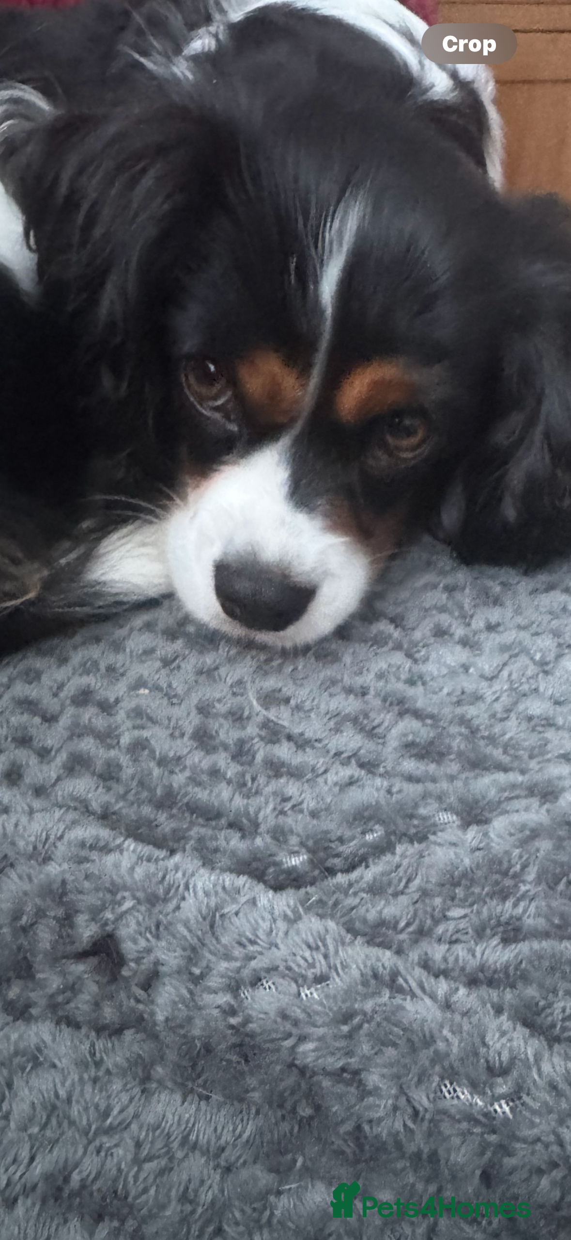 Cavalier King Charles Spaniel dogs mr john forster - Advert 2