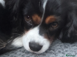 Cavalier King Charles Spaniel dogs mr john forster - Advert 3