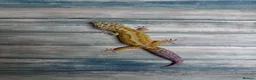 Leopard Gecko reptiles for sale: Last few leopard gecko when they gone they gone !! - Advert 9