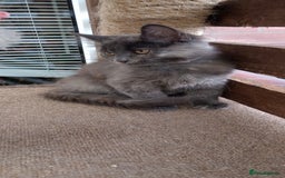 Mixed Breed cats for sale: Maicoon mix  - Image 6
