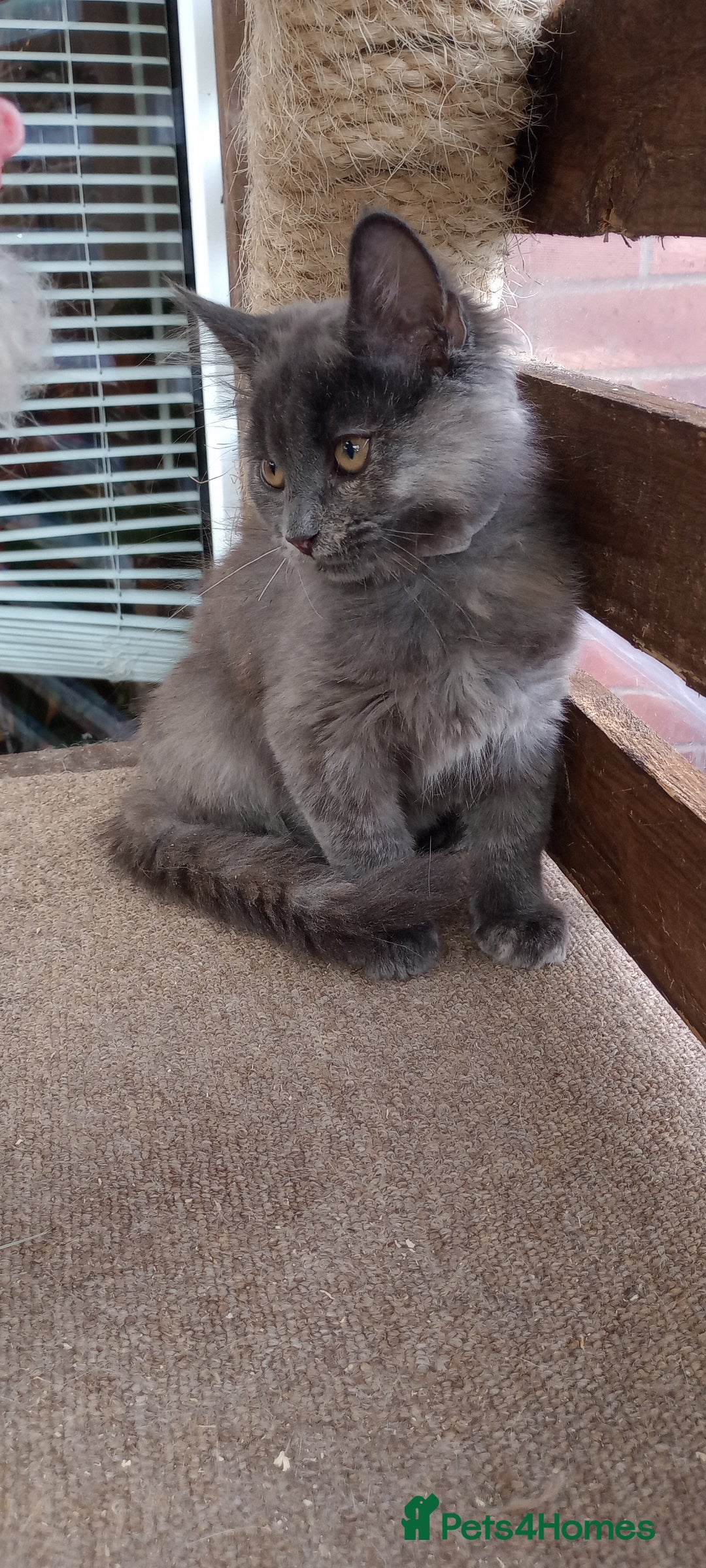 Mixed Breed cats for sale: Maicoon mix  - Image 6
