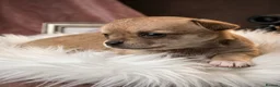 Chihuahua dogs for sale: 🌟 Exceptional Smooth-Coat Chihuahua Girls  - Advert 4
