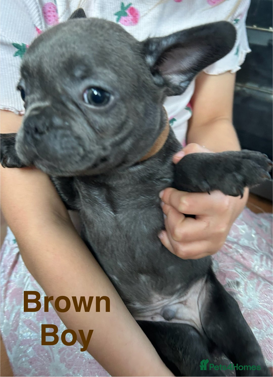 French Bulldog dogs for sale: Solid Blue French Bulldog  - Image 22