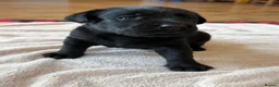 Labrador Retriever dogs for sale: Beautiful Show/working Labrador puppies  - Advert 15