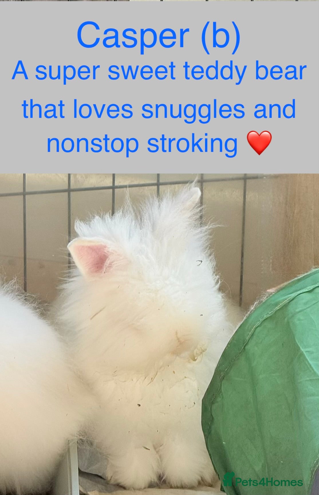 Lionhead rabbits Double Maned Lionheads - READY NOW  - Advert 4