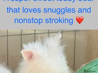 Lionhead rabbits Double Maned Lionheads - READY NOW - Advert 2