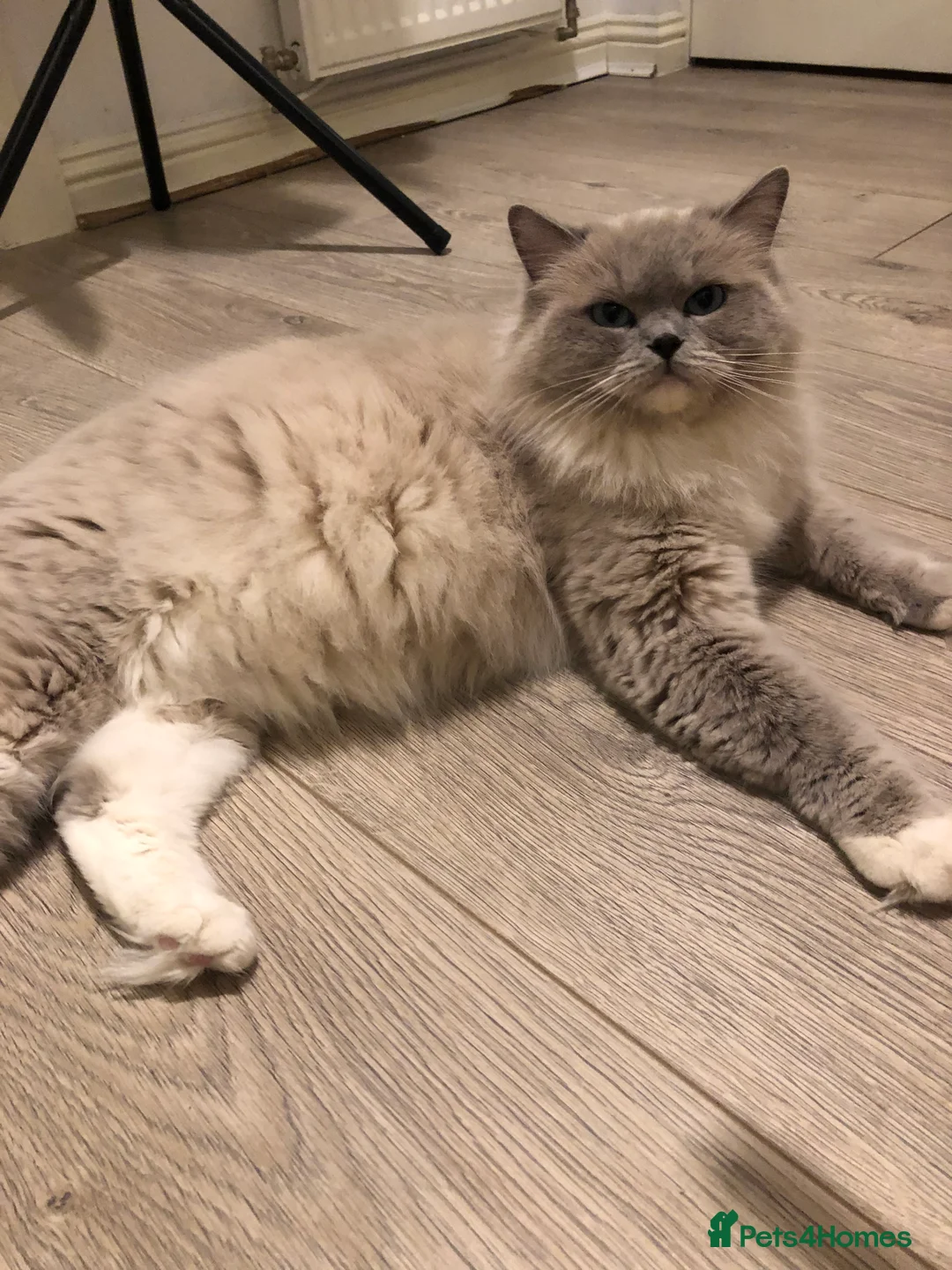 Ragdoll cats for sale: TICA REGISTERED Gorgeous Ragdoll Kitten - Advert 2