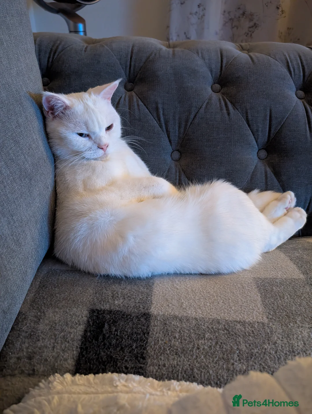 British Shorthair cats for sale: Male British shorthair - Advert 1