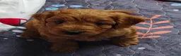 Cockapoo dogs for sale: 5 Loving cockapoos  - Advert 22