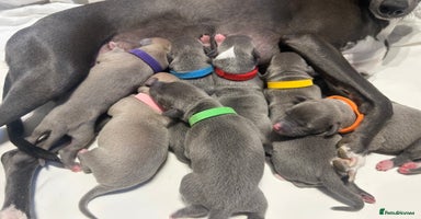 Whippet dogs - Advert 1