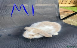 French Lop rabbits for sale: Baby lop rabbits  - Image 2