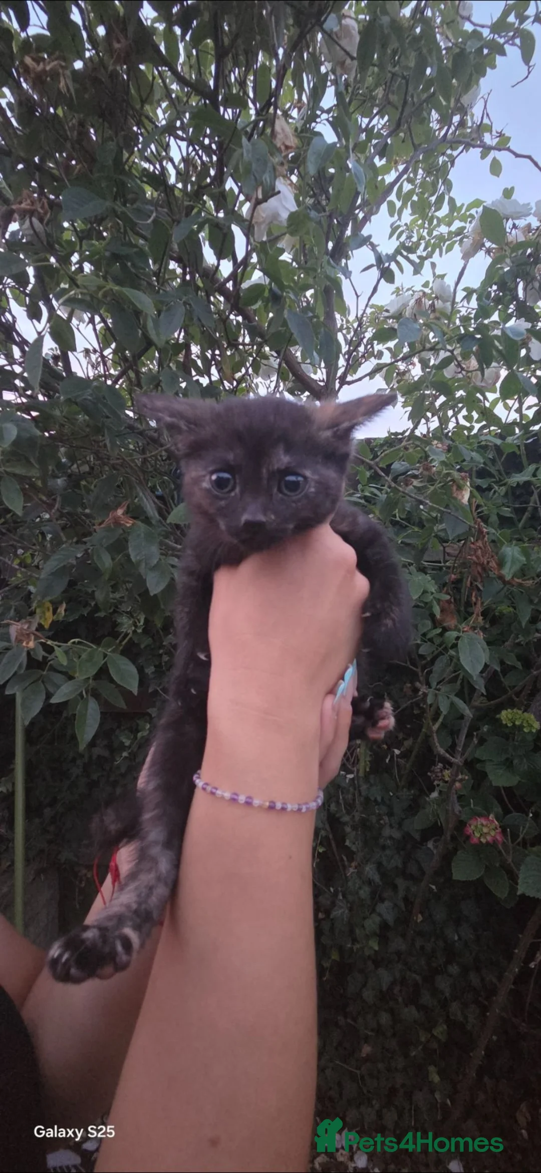 Mixed Breed dogs for sale: Beautiful  cat for sale - Advert 2