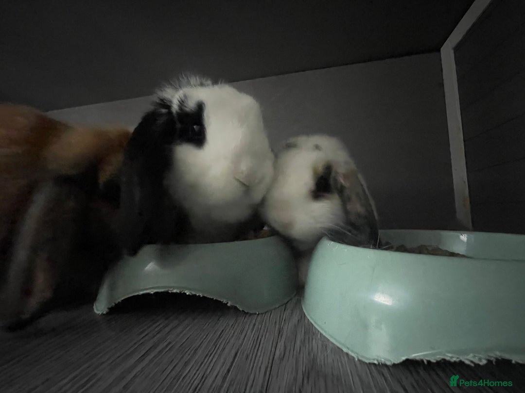 Mini Lop rabbits for sale: Mum and 2 daughters (trio) mini lop  - Image 2