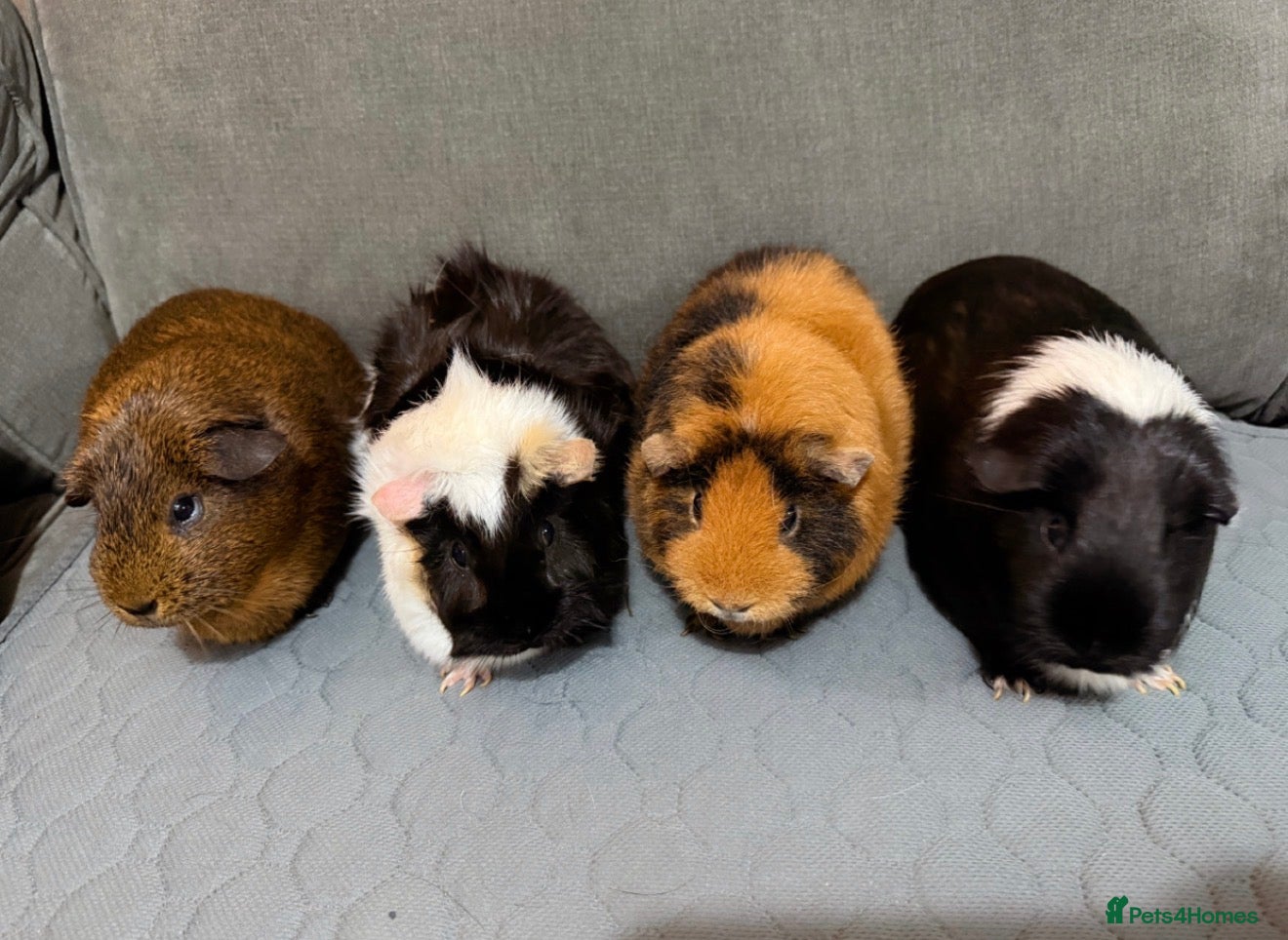 Guinea Pig rodents 4 female guinea pigs  - Advert 12