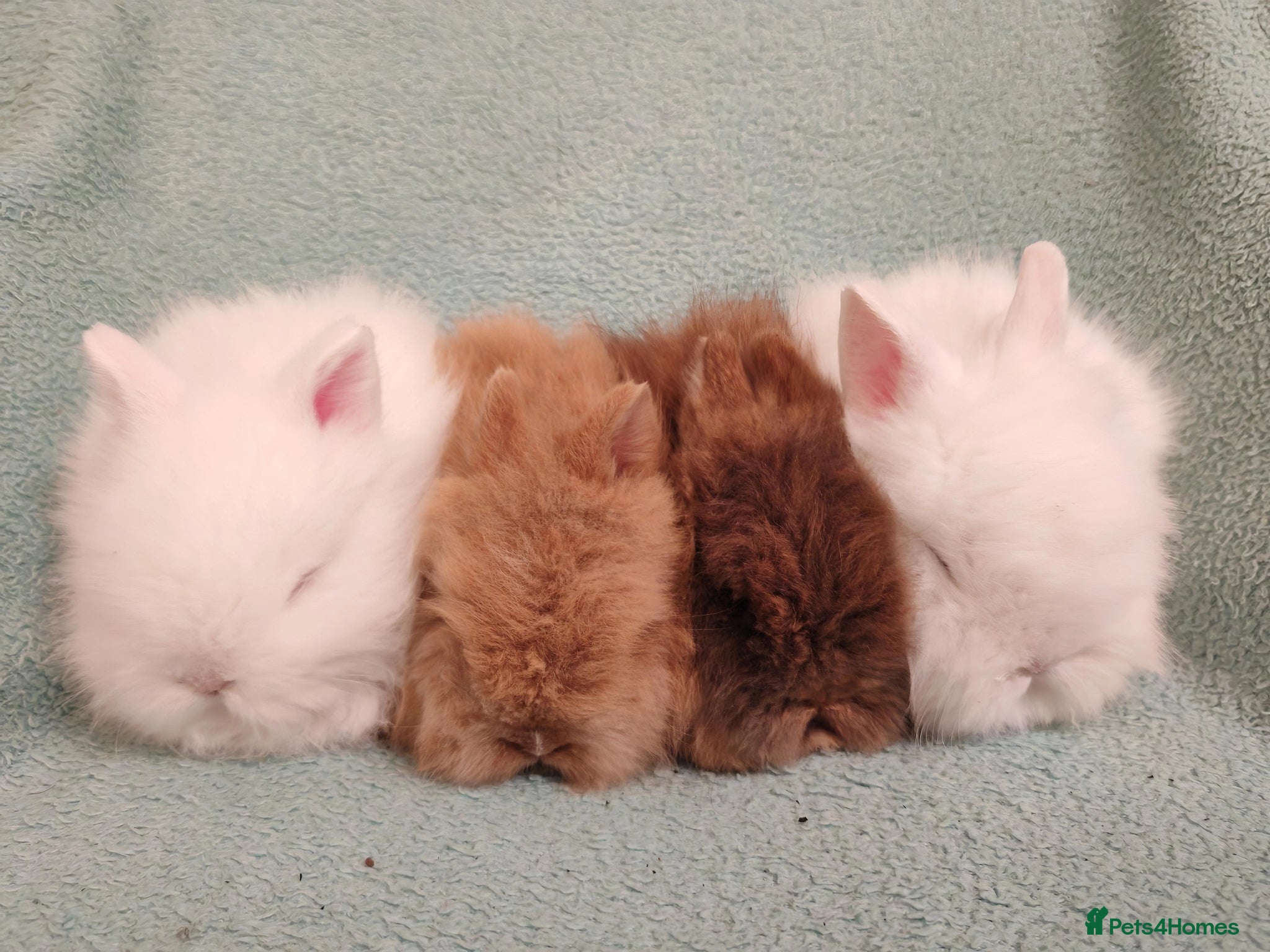 Lionhead rabbits Double maned lion head Baby Rabbits. - Advert 1