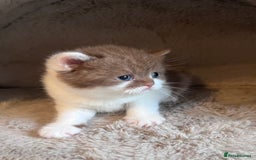 British Shorthair cats for sale: Champion lines bi colour cinnamon kittens  - Image 10
