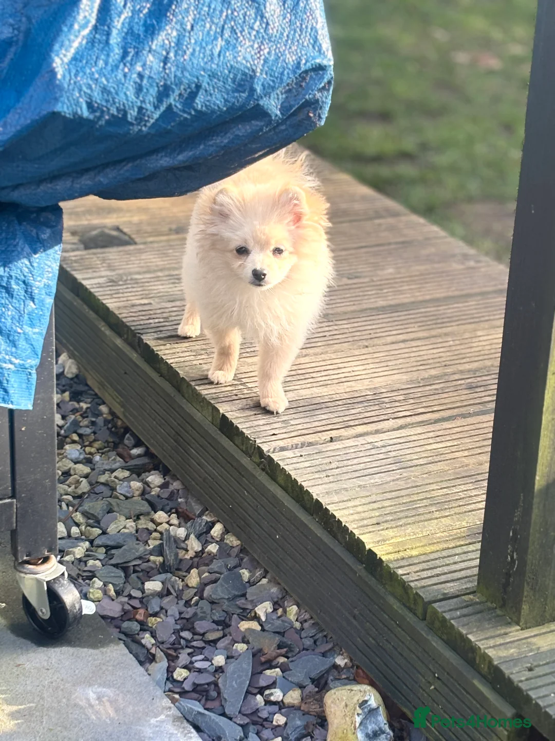 Pomeranian dogs for sale: 2 handsome boys looking for a loving home  - Advert 7