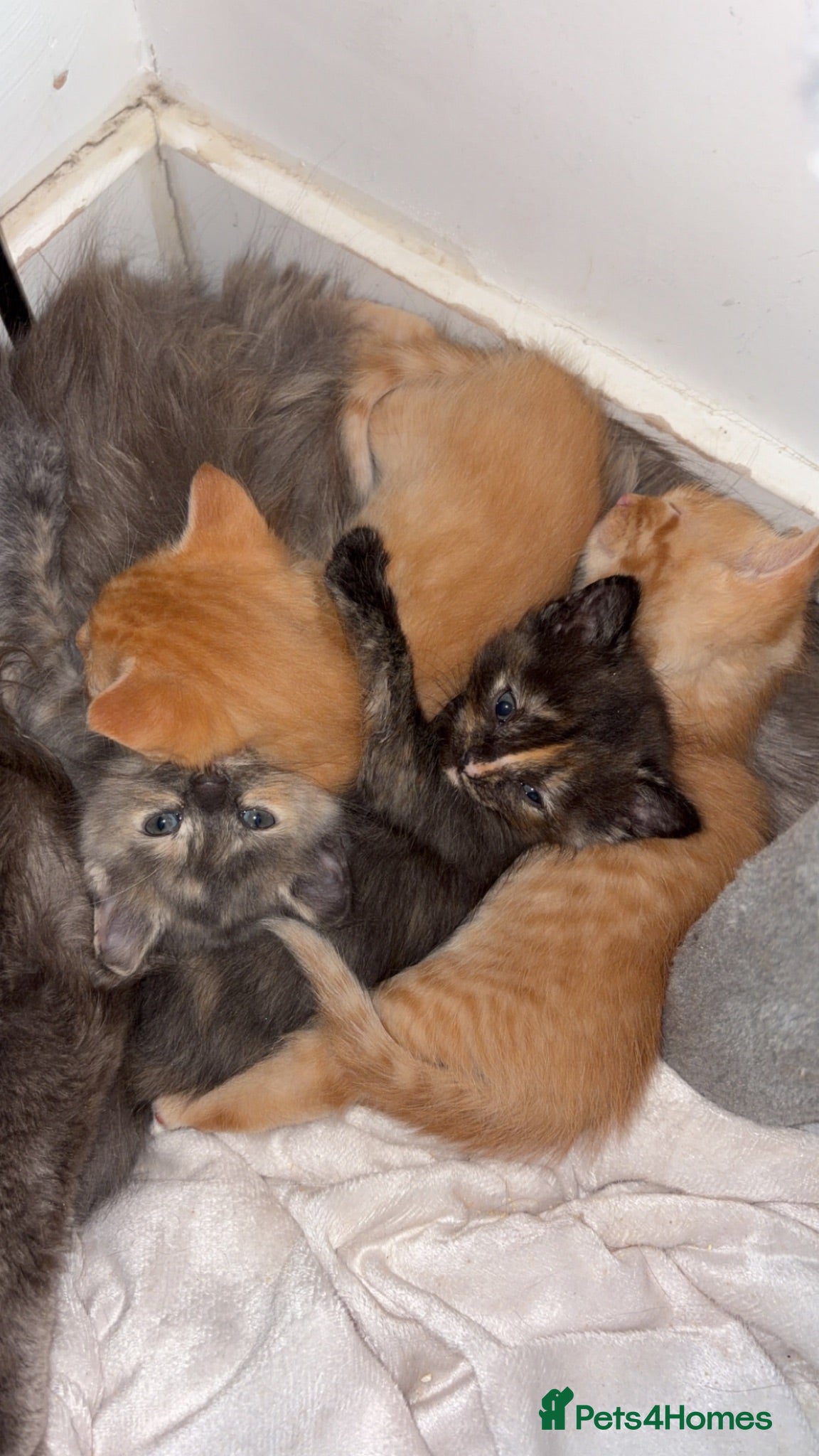 Ragdoll cats 3 gorgeous RARE coloured kittens  - Advert 3