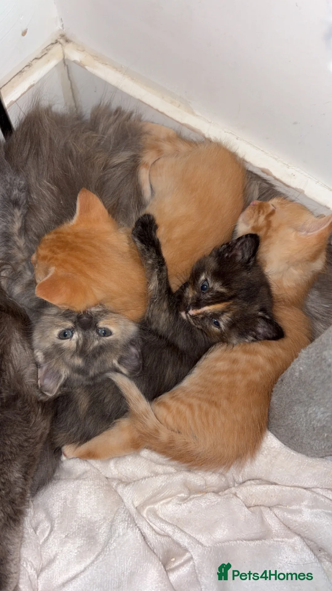 Ragdoll cats for sale: 3 gorgeous RARE coloured kittens  - Advert 1
