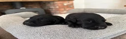 Labrador Retriever dogs for sale: Health Tested IGL Champion Bred Labrador Puppies  - Advert 17