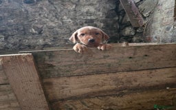 Labrador Retriever dogs for sale: Fox Red Labrador Pups - Image 4