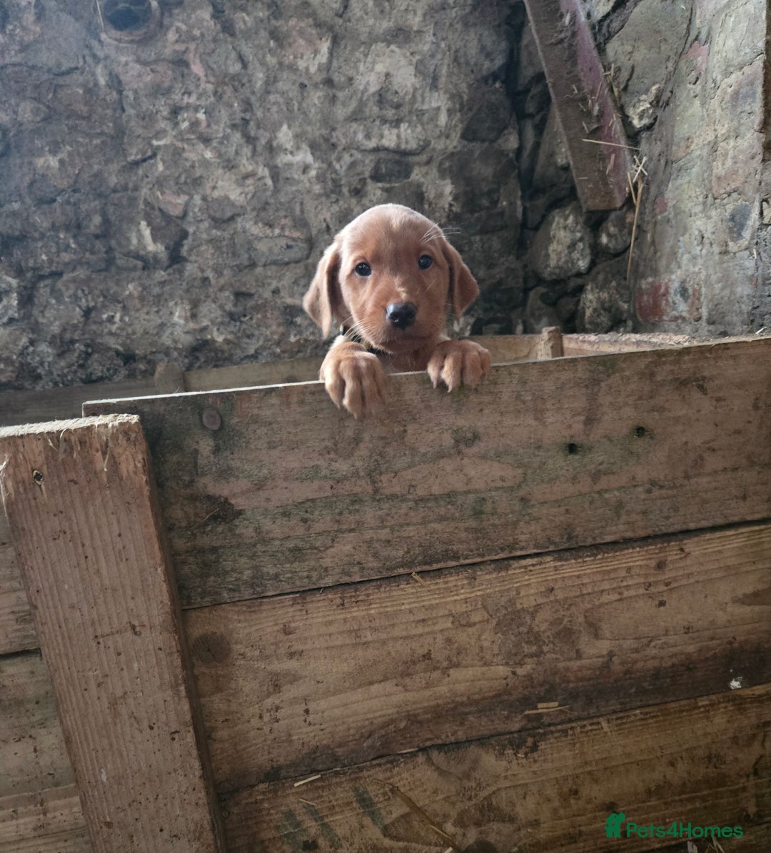 Labrador Retriever dogs for sale: Fox Red Labrador Pups - Image 4