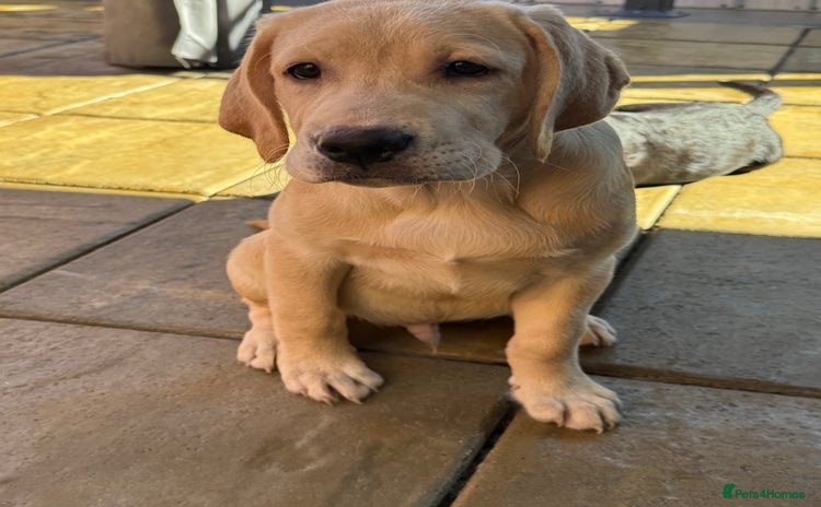 Labrador Retriever dogs - Advert 3