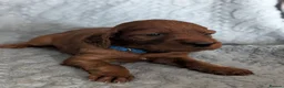 Irish Setter dogs for sale: Irish setter Puppies - Advert 4