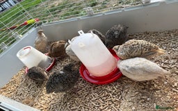 Quail poultry for sale: 4 1/2 week old mix of coturnix quails - Image 6