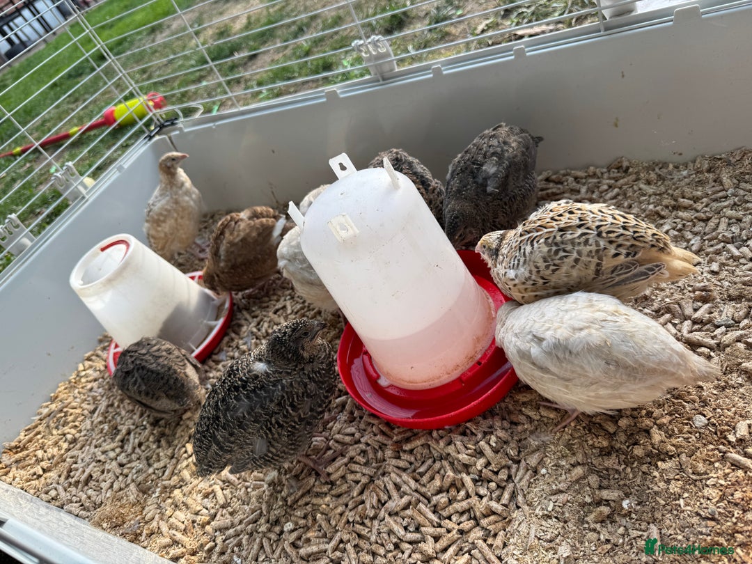 Quail poultry for sale: 4 1/2 week old mix of coturnix quails - Image 6