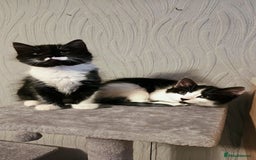 Mixed Breed cats for sale: 4 adorable kittens — 2 boys girls and 2 girls. - Image 10