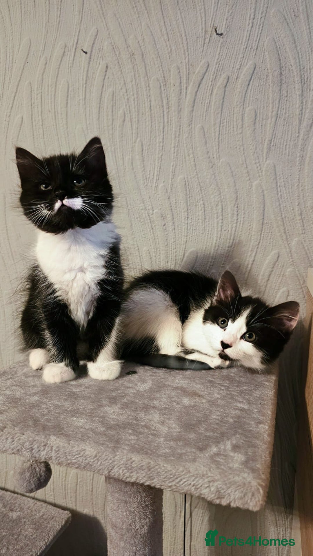 Mixed Breed cats for sale: 4 adorable kittens — 2 boys girls and 2 girls. - Image 10