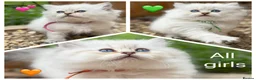 British Longhair cats for sale: PURE British longhair girls❤️ - Advert 1