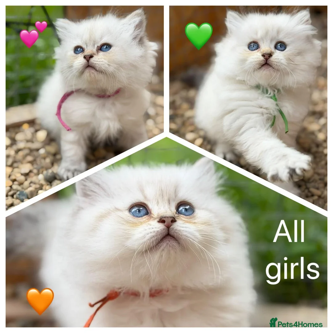 British Longhair cats for sale: PURE British longhair girls❤️ - Advert 1