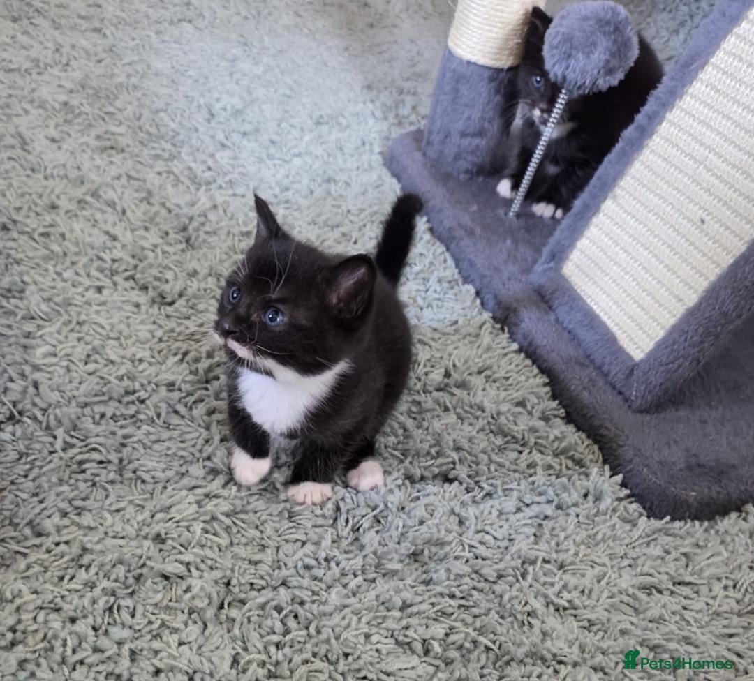 Mixed Breed cats Playful and Adorable Kittens for their new Homes!! - Advert 2