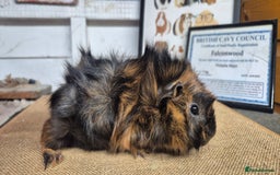 Guinea Pig rodents for sale: Baby abysinnian guinea pigs - Image 7