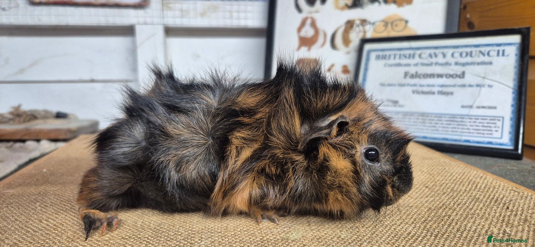 Guinea Pig rodents for sale: Baby abysinnian guinea pigs - Image 7