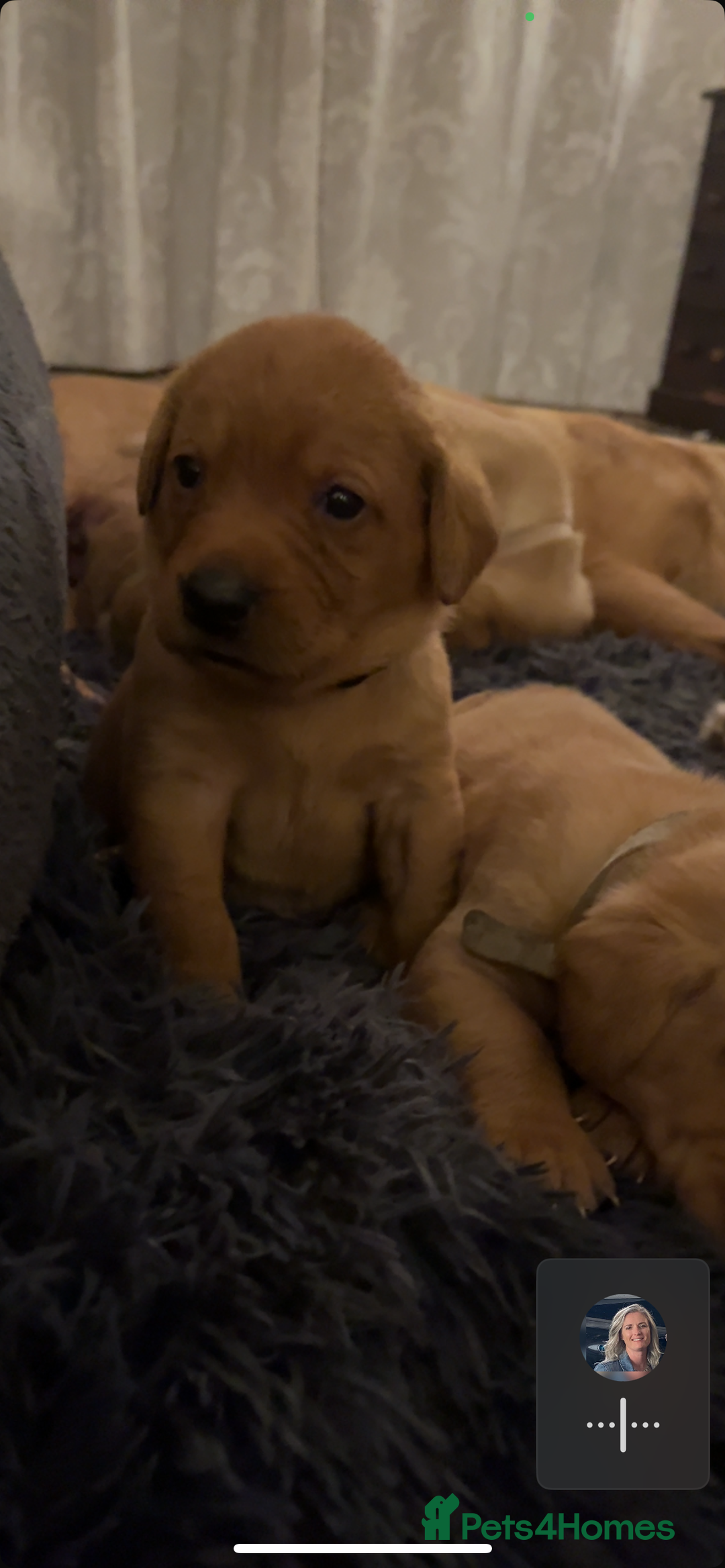 Labrador Retriever dogs for sale: Beautiful fox red puppies  - Advert 10