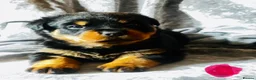 Rottweiler dogs for sale: Stunning KC Registered Rottweiler puppies  - Advert 10