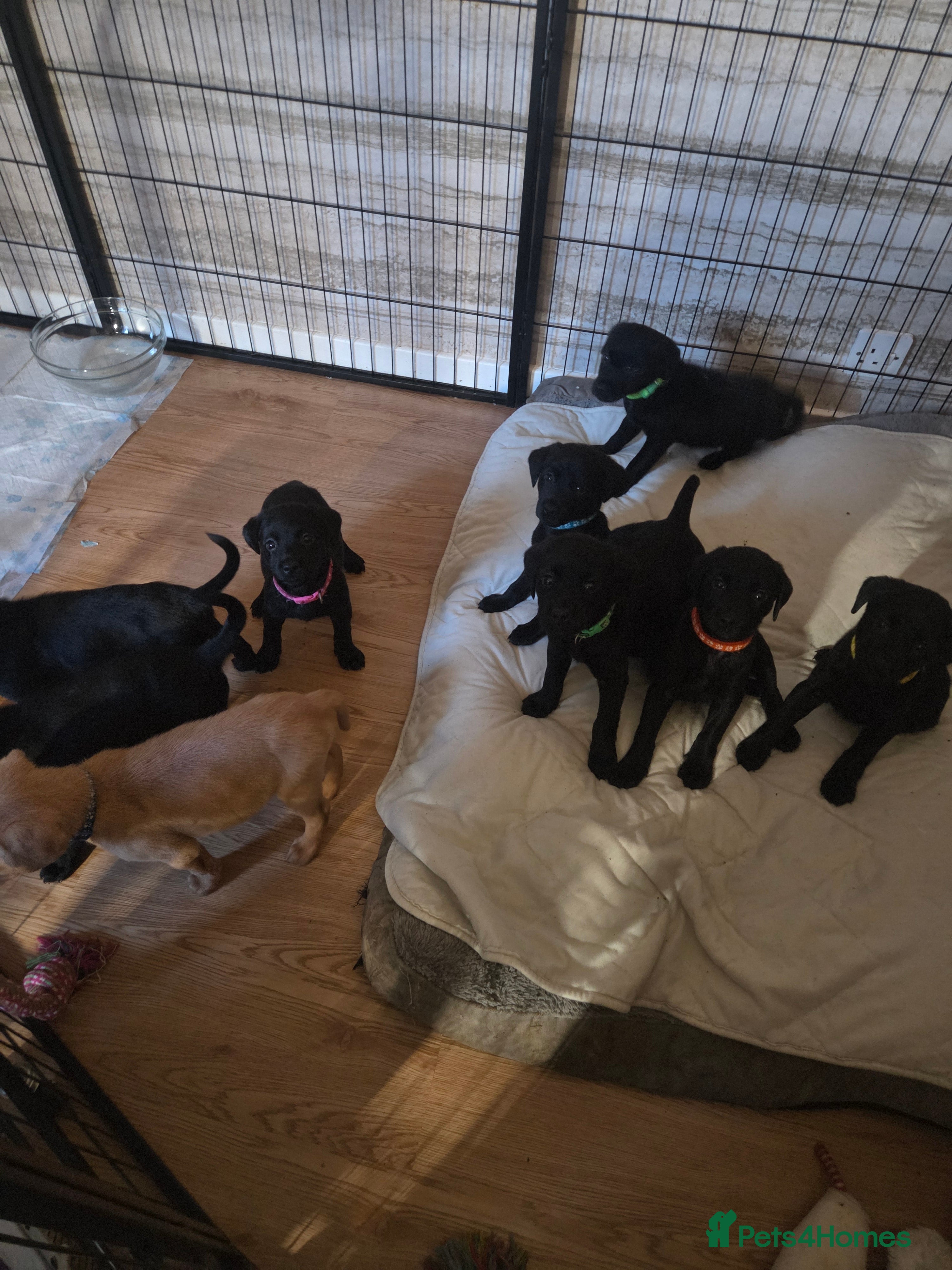 Labrador Retriever dogs READY TO LEAVE 28TH - KC REGISTERED LABRADORS - Advert 18