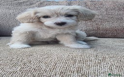 Chinese Crested dogs for sale: 5 beautiful Chinese crested puffs 3 girls 2 boys - Image 12